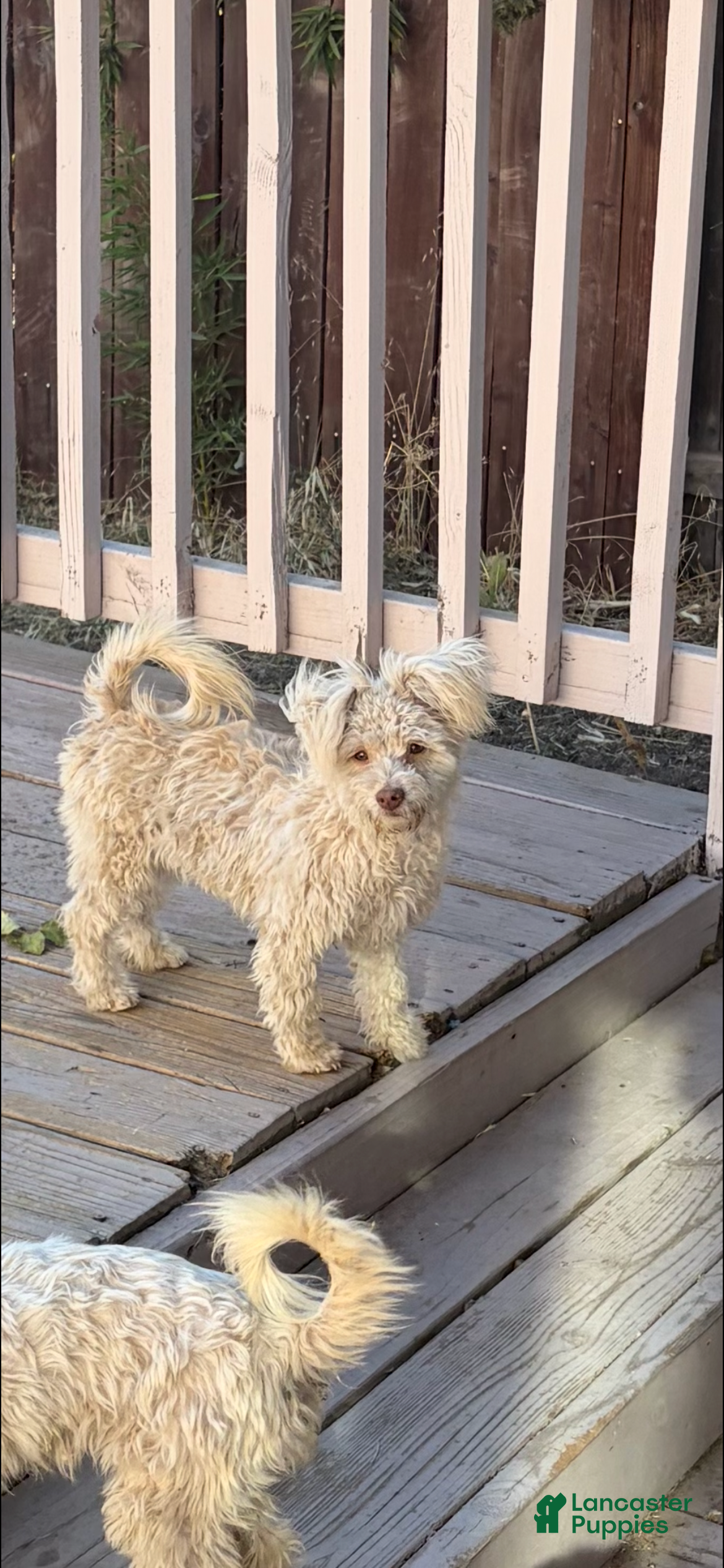 Maltipoo dogs Bria - Ad 15