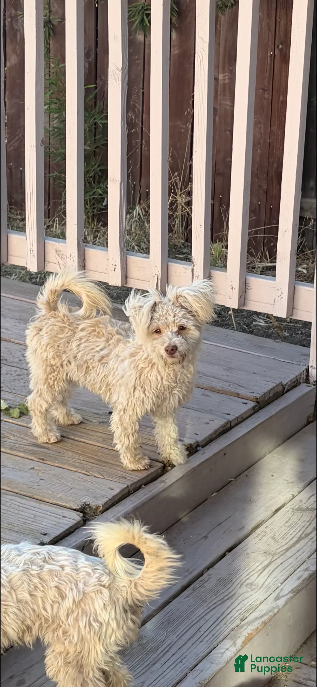 Maltipoo dogs for sale: Bria - Ad 1