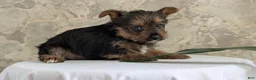 Yorkshire Terrier dogs for sale: Xena - Ad 5