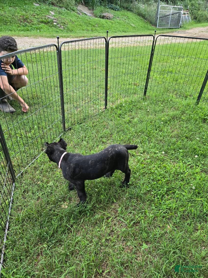 Cane Corso dogs Reba - Ad 2
