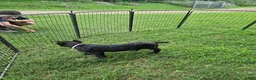 Cane Corso dogs for sale: Reba - Ad 2
