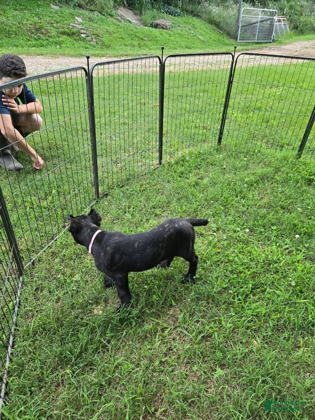Cane Corso dogs for sale: Reba - Ad 2