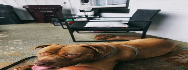 Ruger Kill Shot
