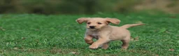 Golden Retriever dogs for sale: Maize - Ad 3