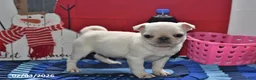 Pug dogs for sale: Priceless Pearl - Ad 1