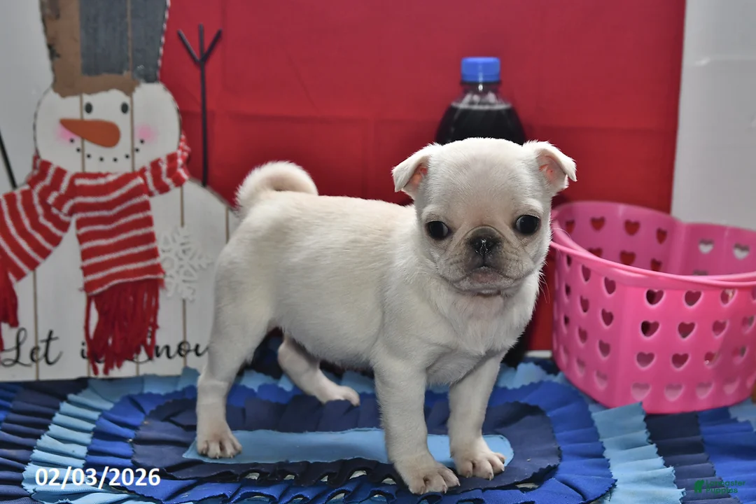 Pug dogs for sale: Priceless Pearl - Ad 1