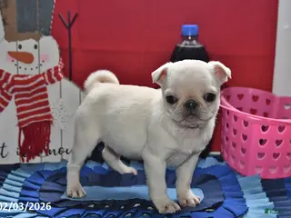 Pug dogs Priceless Pearl - Ad 12