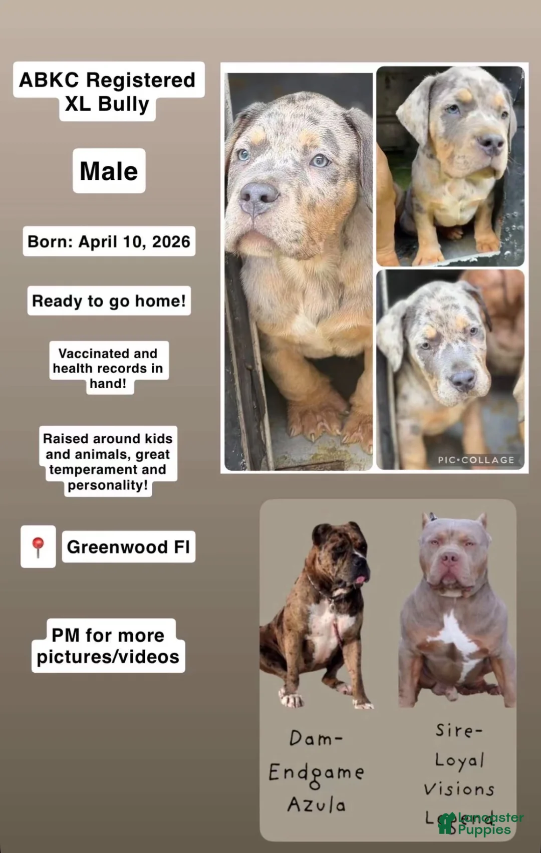 American Bully dogs for sale: American Bully 1 - Ad 6