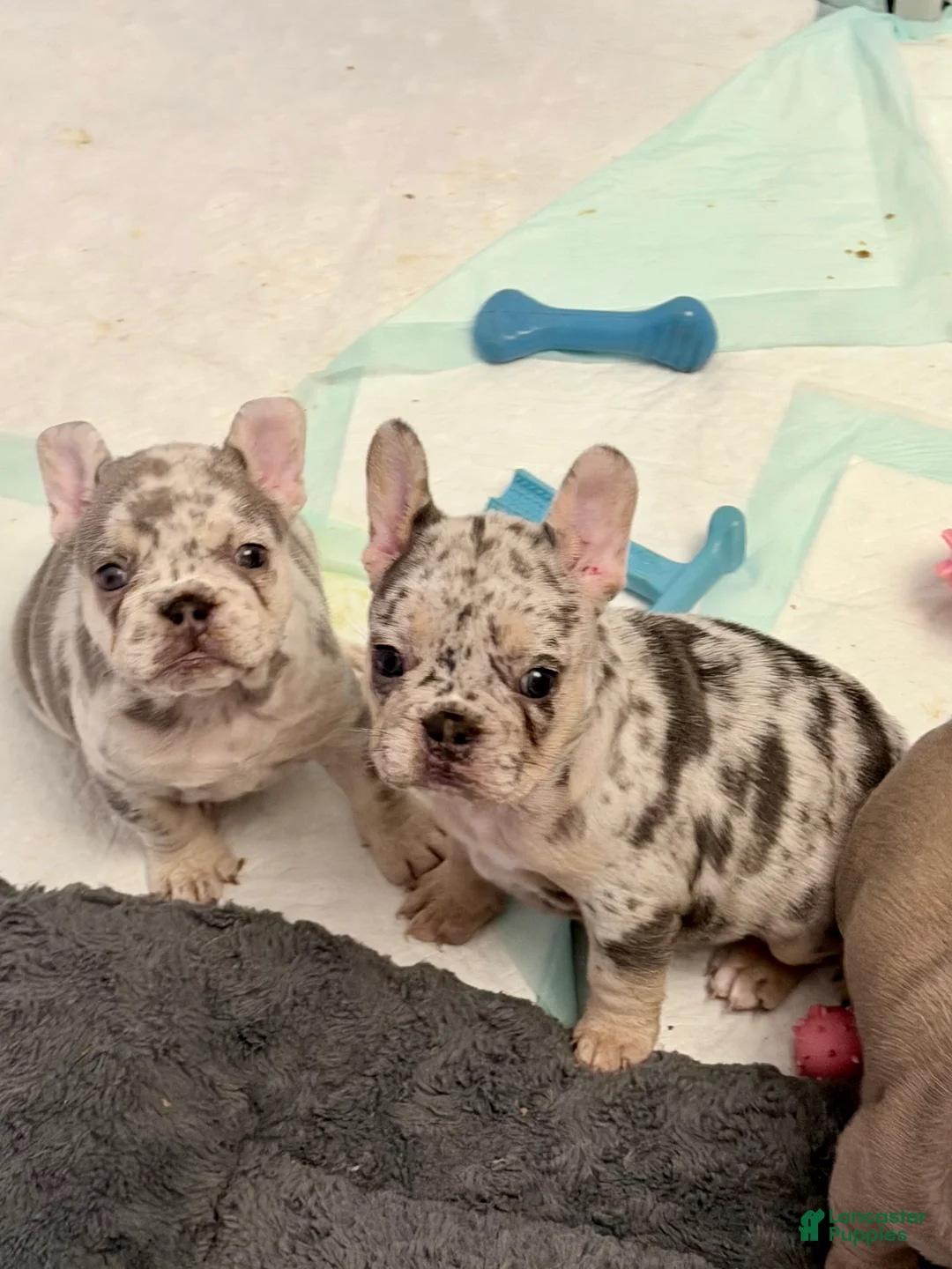 French Bulldog dogs for sale: French Bulldog Puppy 6 - Ad 4
