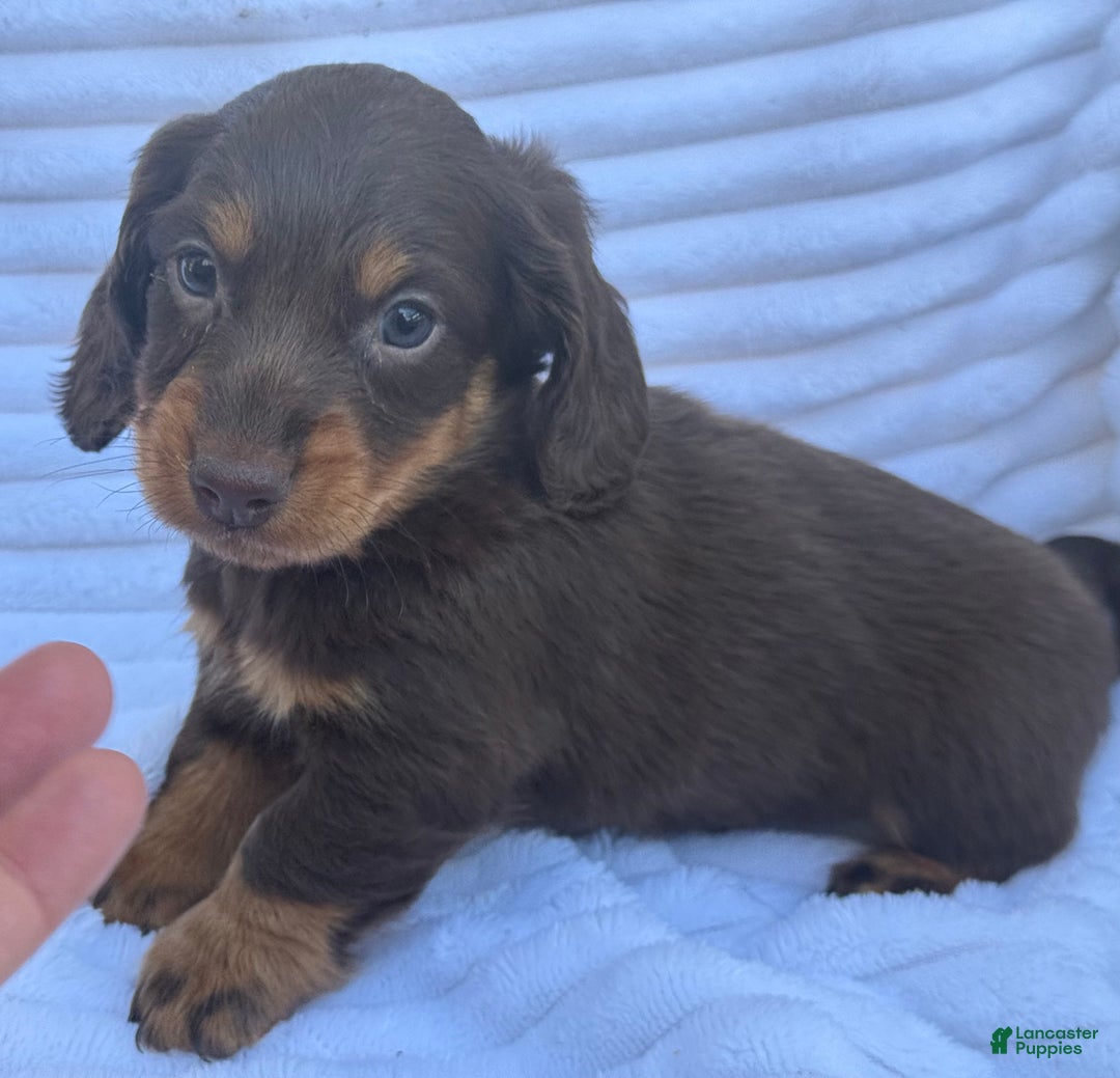 Miniature Dachshund dogs for sale: Frisky - Ad 2