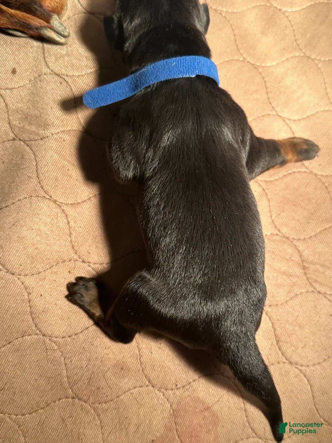 Doberman Pinscher dogs for sale: Doberman Pinscher Puppy 2 - Ad 2