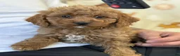 Cavapoo dogs for sale: Mora - Ad 9