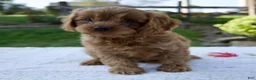 Cavapoo dogs for sale: Ezra - Ad 4
