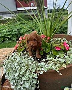 Cavapoo dogs Trooper - Ad 1