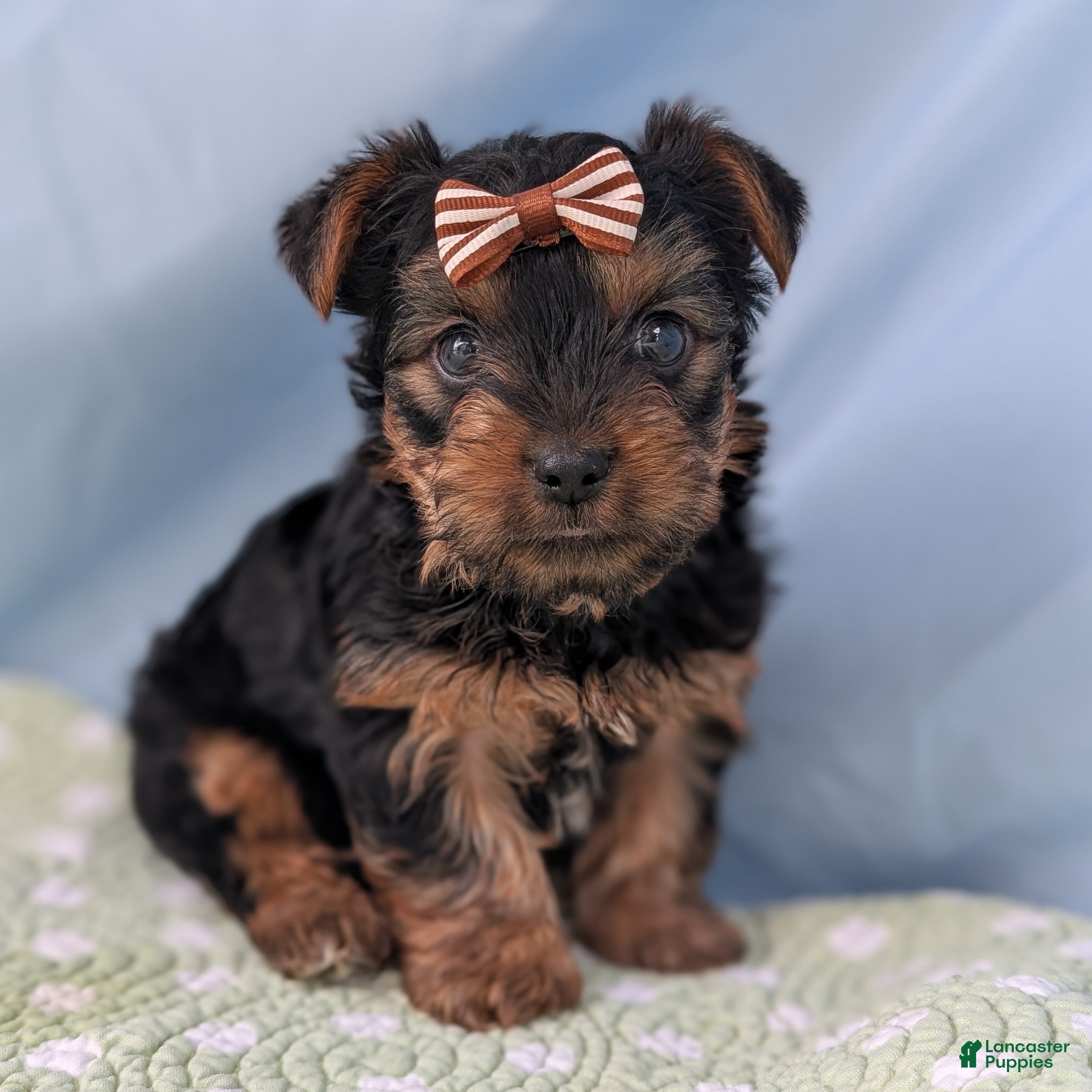 Yorkshire Terrier dogs for sale: Strawberry - Ad 4