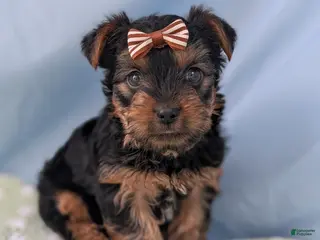 Yorkshire Terrier dogs for sale: Strawberry - Ad 4