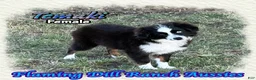 Toy Australian Shepherd dogs for sale: Sashimi - Ad 8