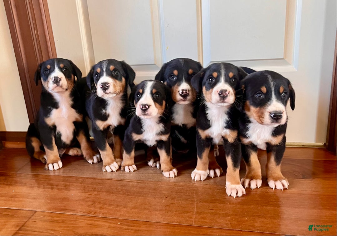 Greater Swiss Mountain Dog dogs for sale: Samson🎄❤️AKC Hip Cert ❤️Call 717-859-8731 - Ad 3