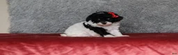 Mixed Breed dogs for sale: Ember - Ad 9