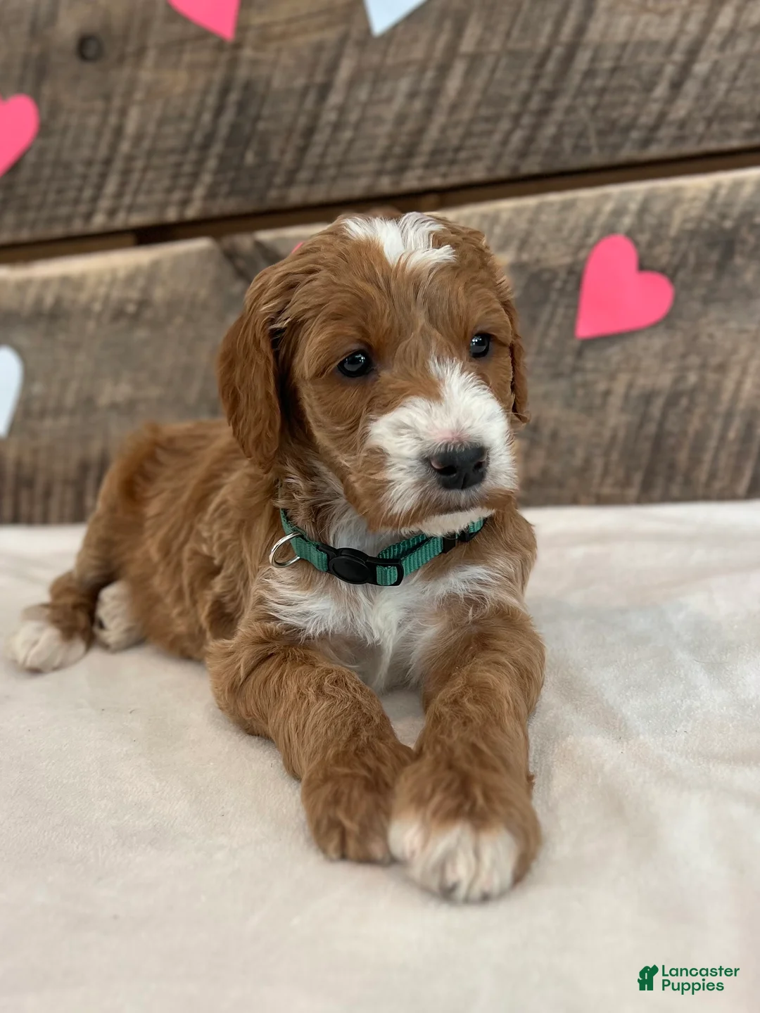 Irish Doodle dogs for sale: Jackson - Ad 5