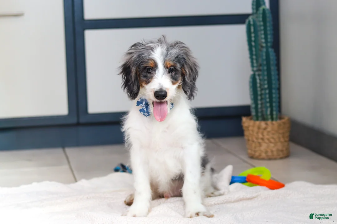Mini Bernedoodle dogs for sale: Denver — Male —  - Ad 2