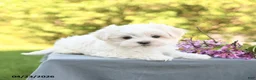 Maltese dogs for sale: Lily - Ad 2