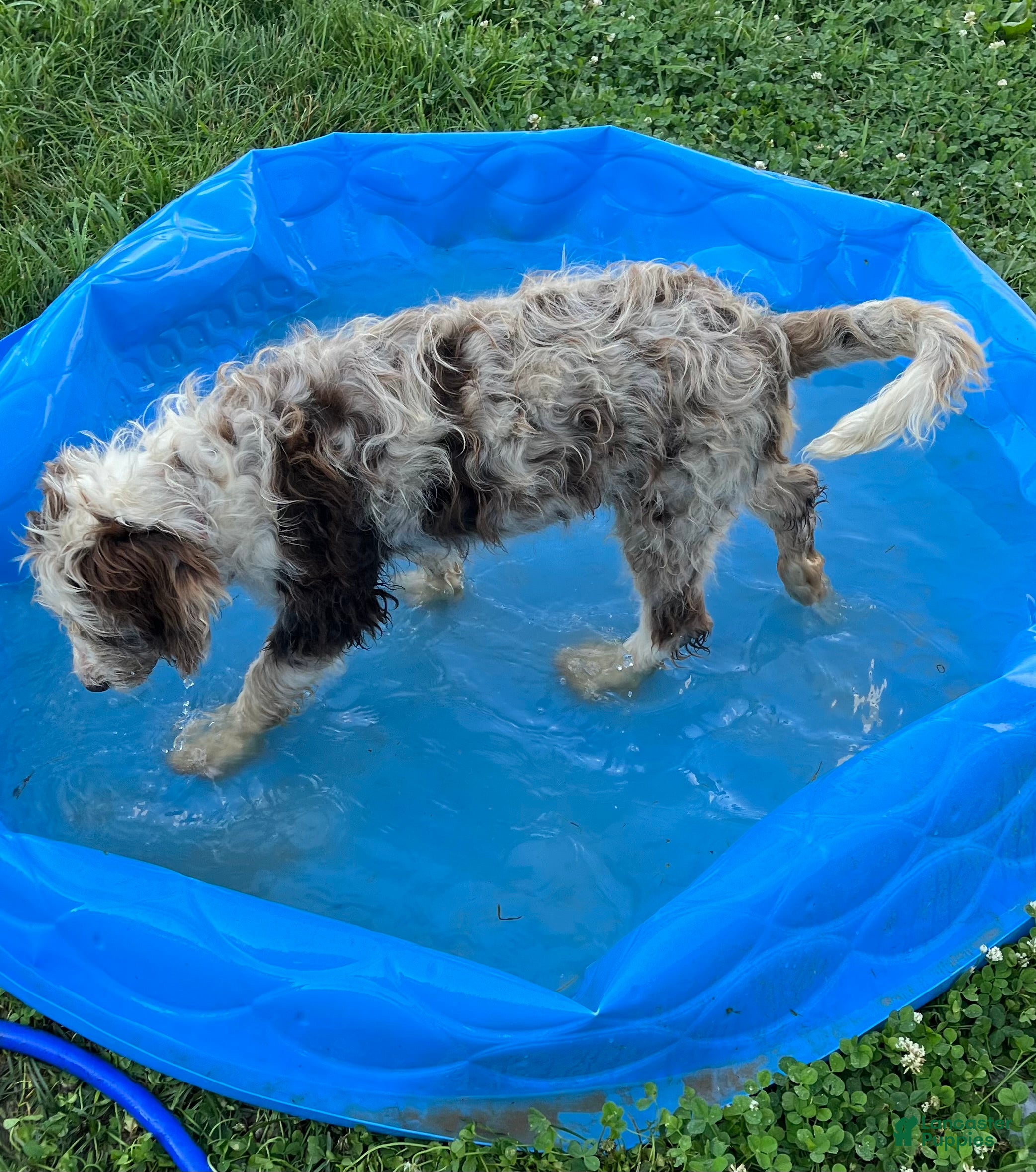Aussiedoodle dogs Latigo  - Ad 2