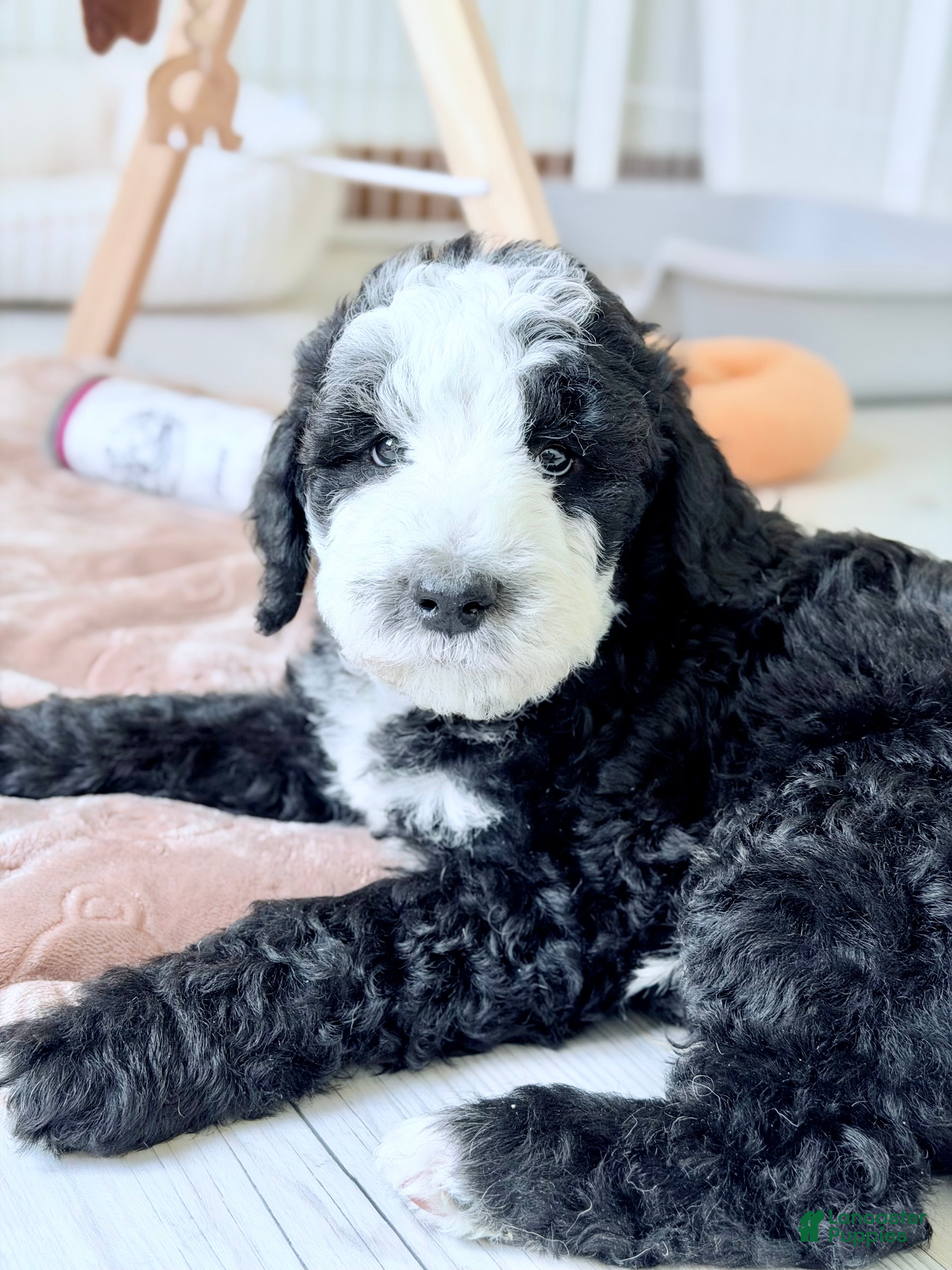 Bernedoodle dogs Shepherd  - Ad 1