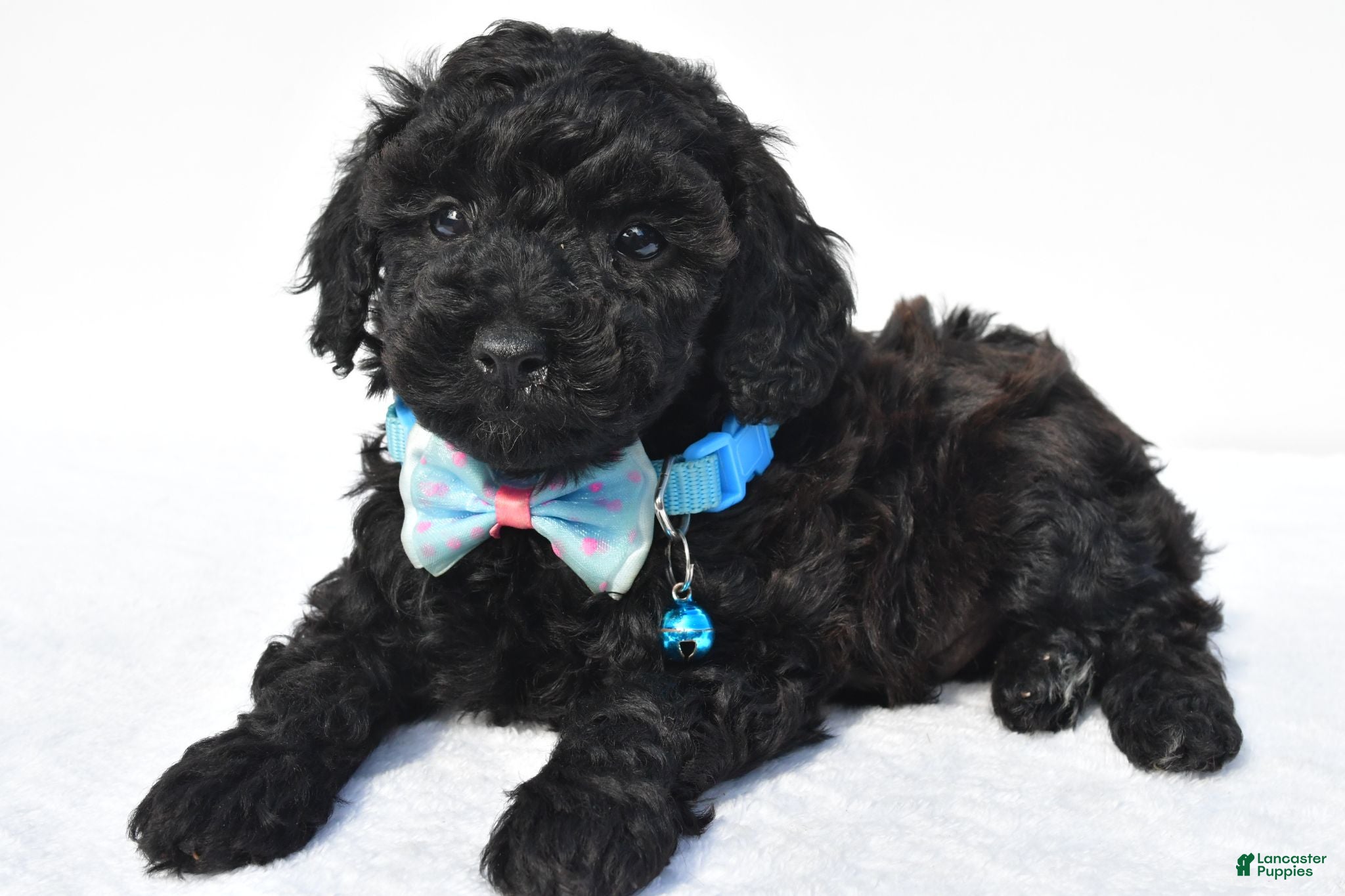 Toy Poodle dogs Parker - Ad 1