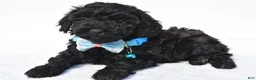 Toy Poodle dogs for sale: Parker - Ad 1