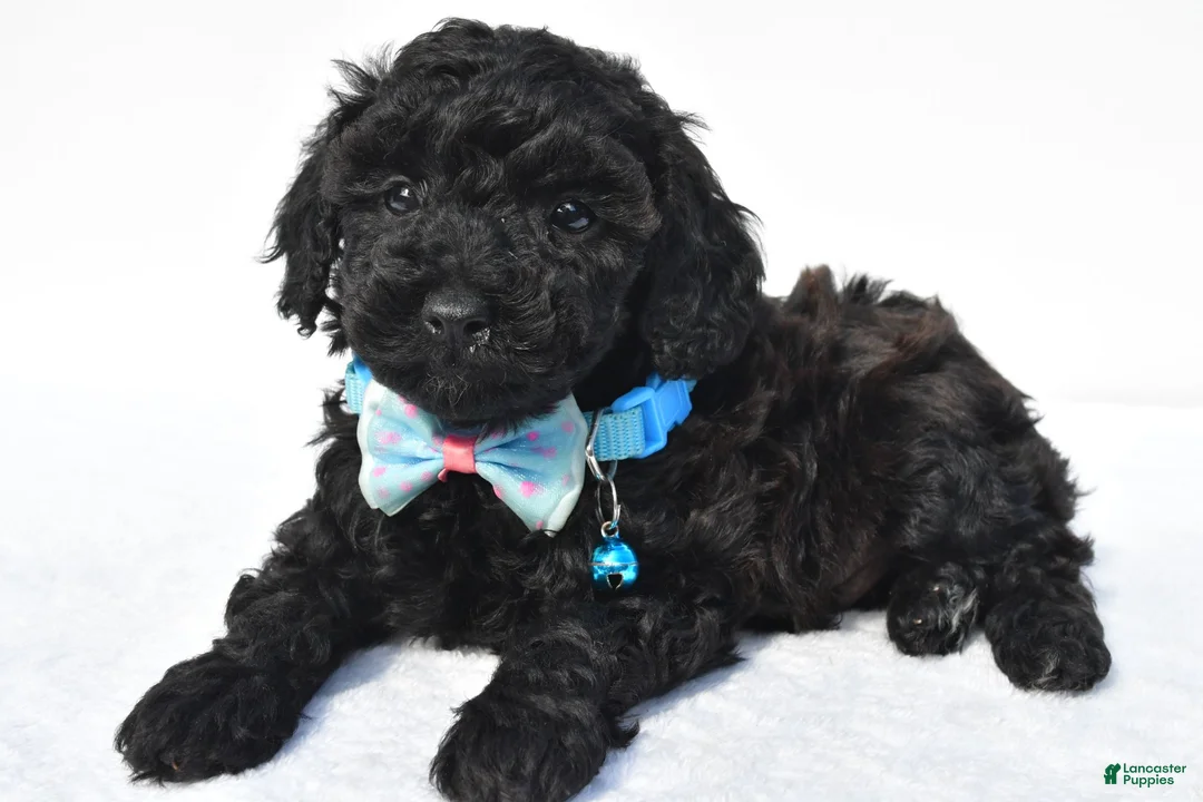 Toy Poodle dogs for sale: Parker - Ad 1