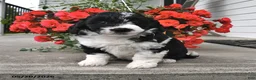 Mini Aussiedoodle dogs for sale: Tonya - Ad 4
