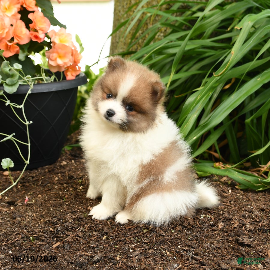 Pomeranian dogs Beauty - Ad 1