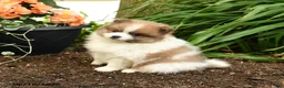 Pomeranian dogs for sale: Beauty - Ad 1
