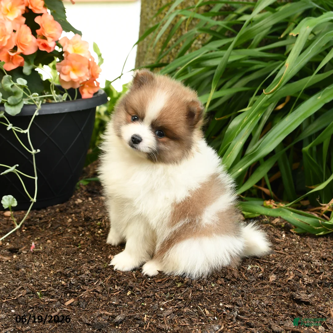 Pomeranian dogs for sale: Beauty - Ad 1
