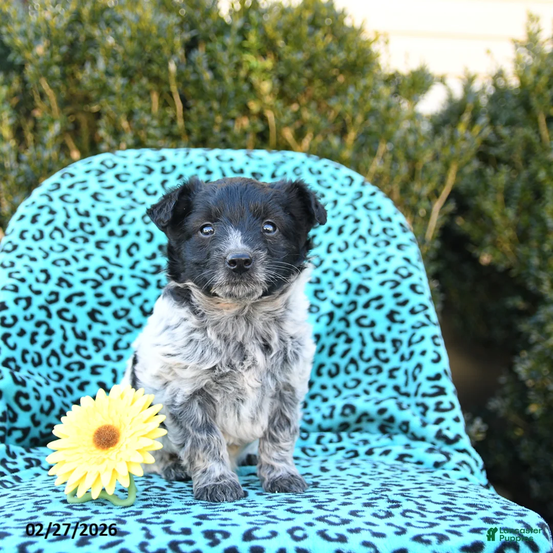 Mixed Breed dogs for sale: Lucy - Ad 3