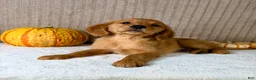 Golden Retriever dogs for sale: Rocco - Ad 3