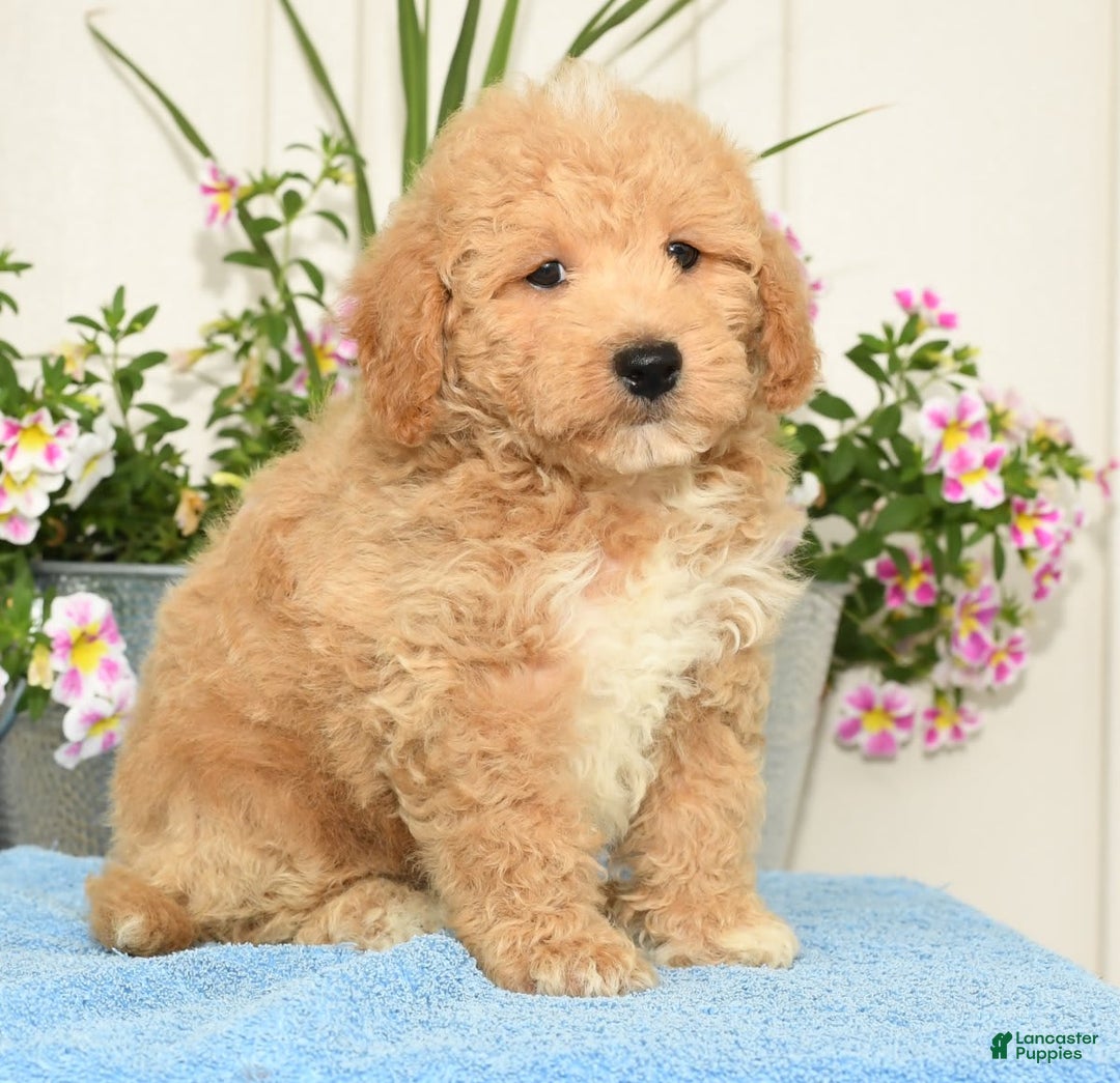 Bichpoo dogs for sale: Shawn - Ad 6