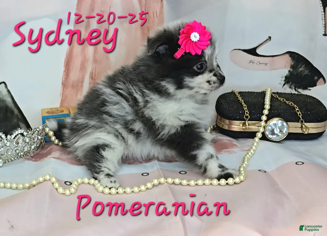 Pomeranian dogs for sale: Sydney Pomeranian Puppy 1 - Ad 4