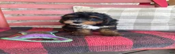 Mini Bernedoodle dogs for sale: Benny - Ad 2