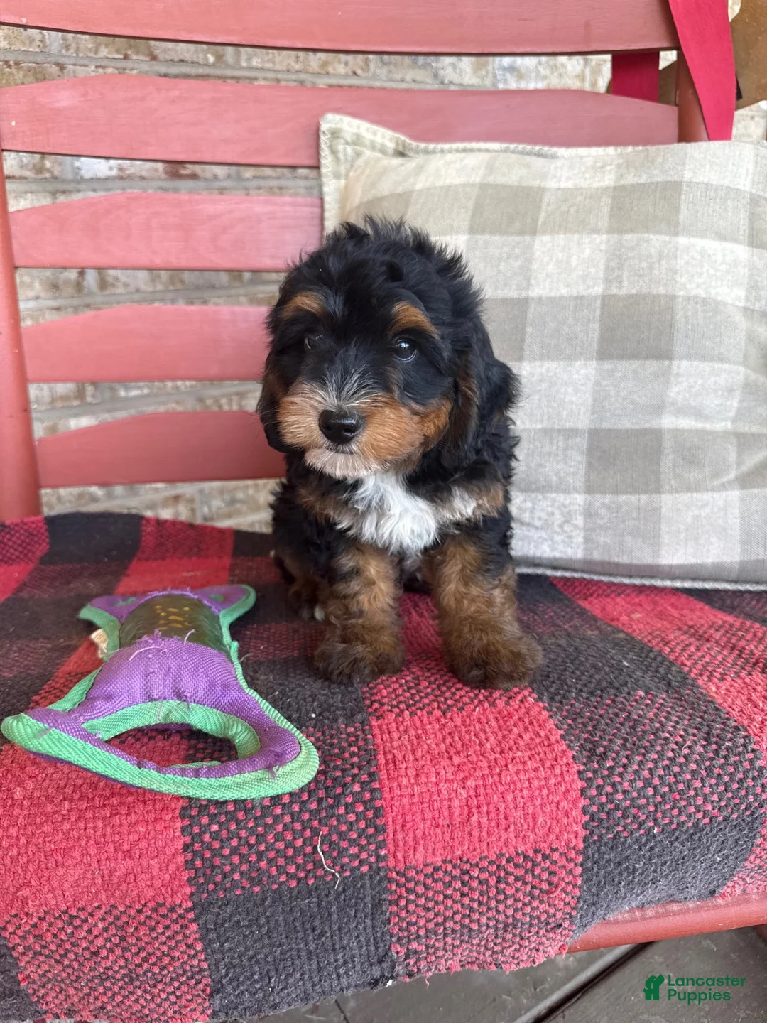 Mini Bernedoodle dogs for sale: Benny - Ad 2