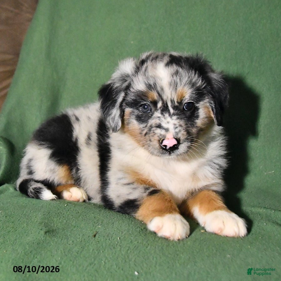 Mixed Breed dogs Beauty - Ad 2