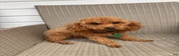 Jackapoo dogs for sale: Macy - Ad 4