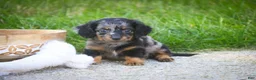 Miniature Dachshund dogs for sale: Blue Miniature Dachshund  - Ad 5