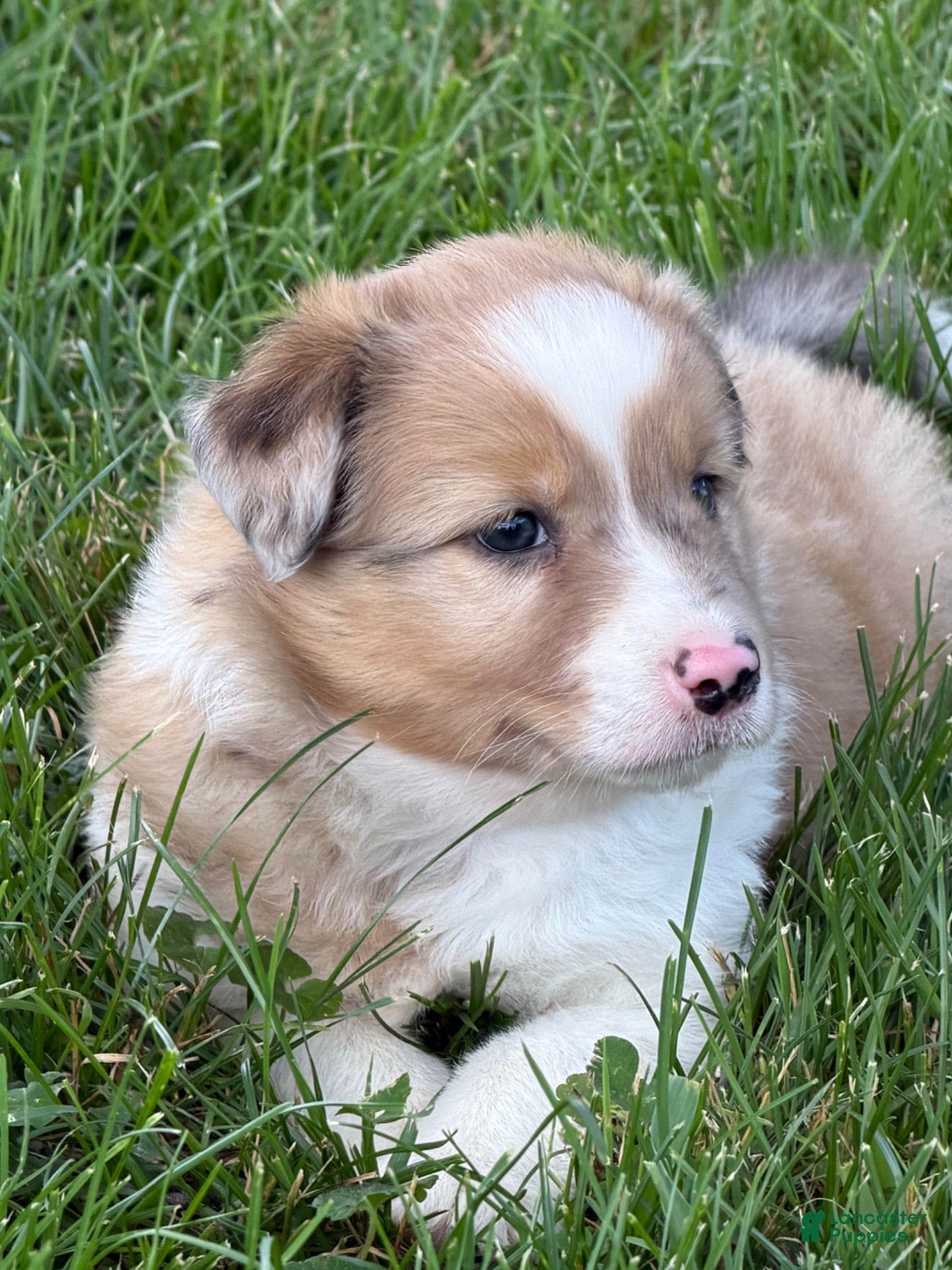 Mixed Breed dogs Mixed Breed 1 - Ad 2