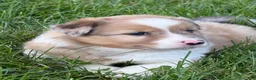 Mixed Breed dogs for sale: Mixed Breed 1 - Ad 2