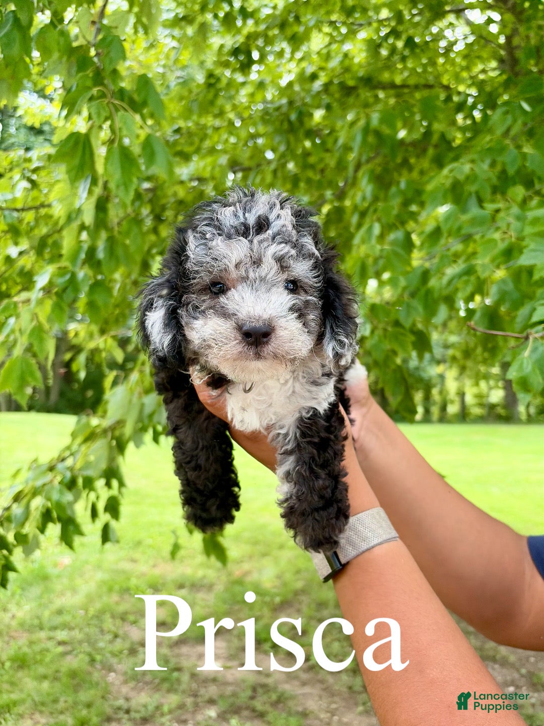 Mini Goldendoodle dogs Prisca- Micro mini - Ad 1