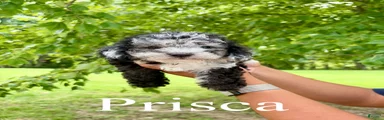 Prisca- Micro mini