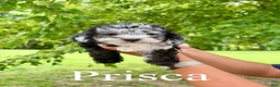 Mini Goldendoodle dogs for sale: Prisca- Micro mini - Ad 1