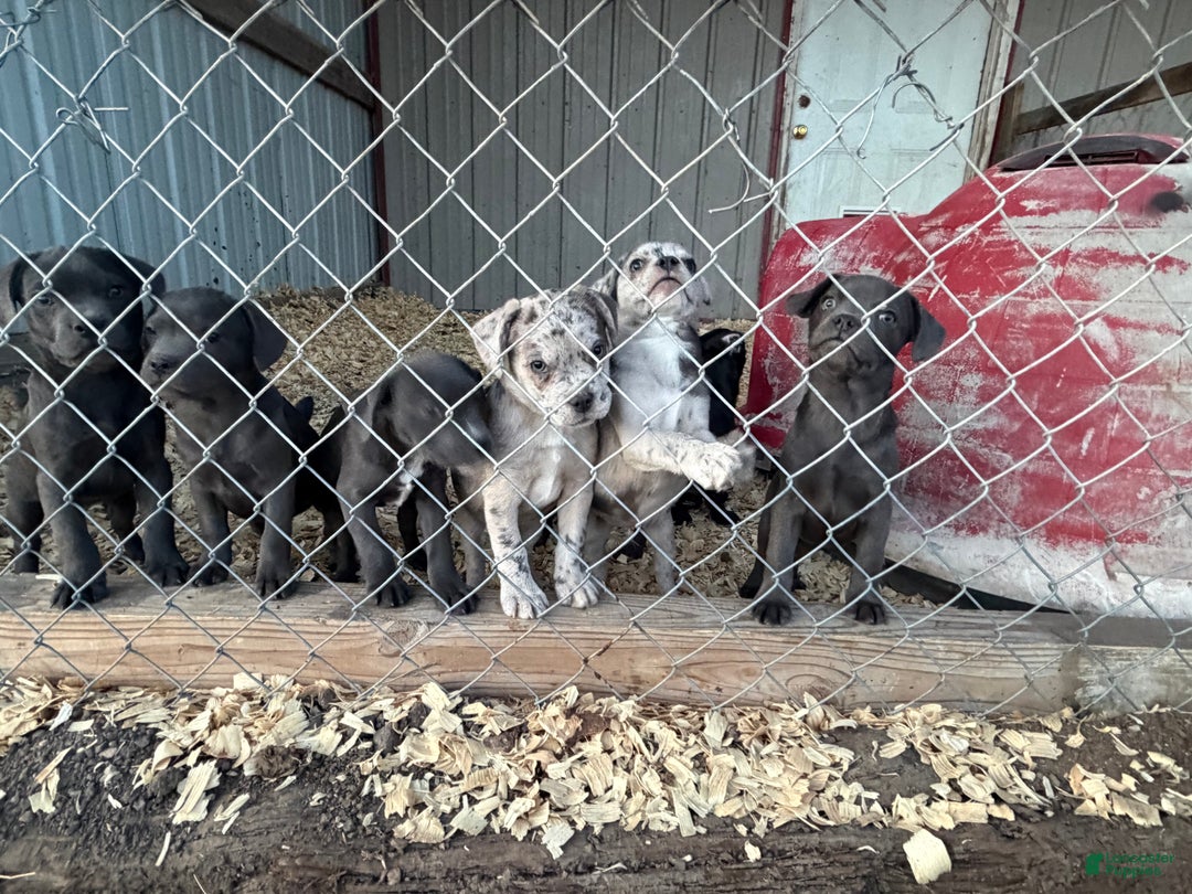 Mixed Breed dogs for sale: Bakunin (Kuni) - Ad 14